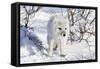 Arctic Fox in Snow, Churchill Wildlife Area, Churchill, Mb Canada-Richard ans Susan Day-Framed Stretched Canvas
