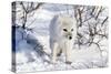 Arctic Fox in Snow, Churchill Wildlife Area, Churchill, Mb Canada-Richard ans Susan Day-Stretched Canvas