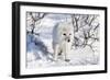 Arctic Fox in Snow, Churchill Wildlife Area, Churchill, Mb Canada-Richard ans Susan Day-Framed Photographic Print