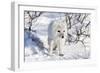 Arctic Fox in Snow, Churchill Wildlife Area, Churchill, Mb Canada-Richard ans Susan Day-Framed Photographic Print