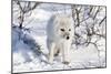 Arctic Fox in Snow, Churchill Wildlife Area, Churchill, Mb Canada-Richard ans Susan Day-Mounted Photographic Print