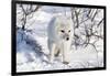 Arctic Fox in Snow, Churchill Wildlife Area, Churchill, Mb Canada-Richard ans Susan Day-Framed Photographic Print