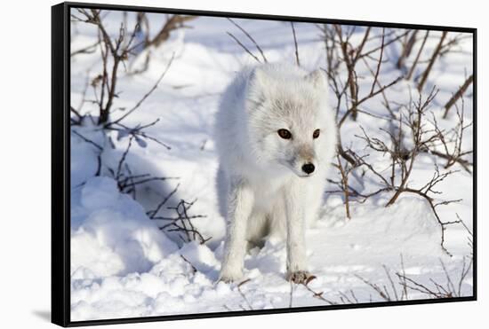 Arctic Fox in Snow, Churchill Wildlife Area, Churchill, Mb Canada-Richard ans Susan Day-Framed Stretched Canvas