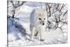 Arctic Fox in Snow, Churchill Wildlife Area, Churchill, Mb Canada-Richard ans Susan Day-Stretched Canvas