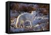 Arctic Fox in Snow, Churchill Wildlife Area, Churchill, Mb Canada-Richard ans Susan Day-Framed Stretched Canvas