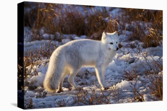 Arctic Fox in Snow, Churchill Wildlife Area, Churchill, Mb Canada-Richard ans Susan Day-Stretched Canvas