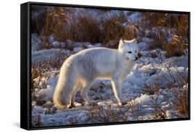 Arctic Fox in Snow, Churchill Wildlife Area, Churchill, Mb Canada-Richard ans Susan Day-Framed Stretched Canvas