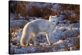 Arctic Fox in Snow, Churchill Wildlife Area, Churchill, Mb Canada-Richard ans Susan Day-Stretched Canvas