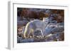 Arctic Fox in Snow, Churchill Wildlife Area, Churchill, Mb Canada-Richard ans Susan Day-Framed Photographic Print