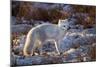 Arctic Fox in Snow, Churchill Wildlife Area, Churchill, Mb Canada-Richard ans Susan Day-Mounted Photographic Print