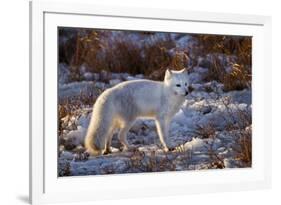 Arctic Fox in Snow, Churchill Wildlife Area, Churchill, Mb Canada-Richard ans Susan Day-Framed Photographic Print