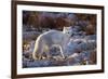 Arctic Fox in Snow, Churchill Wildlife Area, Churchill, Mb Canada-Richard ans Susan Day-Framed Photographic Print