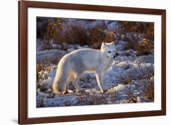 Arctic Fox in Snow, Churchill Wildlife Area, Churchill, Mb Canada-Richard ans Susan Day-Framed Photographic Print