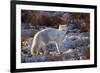 Arctic Fox in Snow, Churchill Wildlife Area, Churchill, Mb Canada-Richard ans Susan Day-Framed Photographic Print