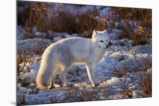 Arctic Fox in Snow, Churchill Wildlife Area, Churchill, Mb Canada-Richard ans Susan Day-Mounted Photographic Print