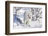 Arctic Fox in Snow, Churchill Wildlife Area, Churchill, Mb Canada-Richard ans Susan Day-Framed Photographic Print