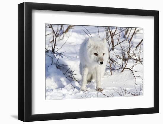 Arctic Fox in Snow, Churchill Wildlife Area, Churchill, Mb Canada-Richard ans Susan Day-Framed Photographic Print