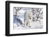 Arctic Fox in Snow, Churchill Wildlife Area, Churchill, Mb Canada-Richard ans Susan Day-Framed Photographic Print