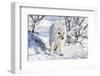 Arctic Fox in Snow, Churchill Wildlife Area, Churchill, Mb Canada-Richard ans Susan Day-Framed Photographic Print