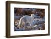 Arctic Fox in Snow, Churchill Wildlife Area, Churchill, Mb Canada-Richard ans Susan Day-Framed Photographic Print