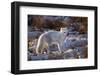Arctic Fox in Snow, Churchill Wildlife Area, Churchill, Mb Canada-Richard ans Susan Day-Framed Photographic Print