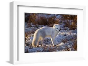 Arctic Fox in Snow, Churchill Wildlife Area, Churchill, Mb Canada-Richard ans Susan Day-Framed Photographic Print