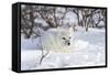 Arctic Fox in Snow, Churchill Wildlife Area, Manitoba, Canada-Richard ans Susan Day-Framed Stretched Canvas