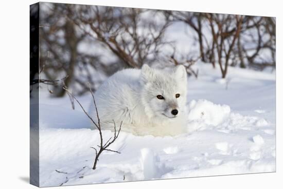 Arctic Fox in Snow, Churchill Wildlife Area, Manitoba, Canada-Richard ans Susan Day-Stretched Canvas