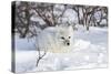 Arctic Fox in Snow, Churchill Wildlife Area, Manitoba, Canada-Richard ans Susan Day-Stretched Canvas