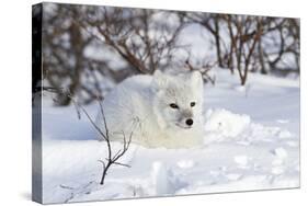 Arctic Fox in Snow, Churchill Wildlife Area, Manitoba, Canada-Richard ans Susan Day-Stretched Canvas