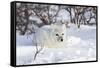 Arctic Fox in Snow, Churchill Wildlife Area, Manitoba, Canada-Richard ans Susan Day-Framed Stretched Canvas