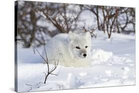 Arctic Fox in Snow, Churchill Wildlife Area, Manitoba, Canada-Richard ans Susan Day-Stretched Canvas