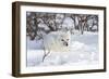 Arctic Fox in Snow, Churchill Wildlife Area, Manitoba, Canada-Richard ans Susan Day-Framed Photographic Print