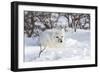 Arctic Fox in Snow, Churchill Wildlife Area, Manitoba, Canada-Richard ans Susan Day-Framed Photographic Print