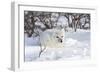 Arctic Fox in Snow, Churchill Wildlife Area, Manitoba, Canada-Richard ans Susan Day-Framed Photographic Print