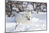 Arctic Fox in Snow, Churchill Wildlife Area, Manitoba, Canada-Richard ans Susan Day-Mounted Photographic Print