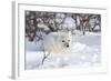 Arctic Fox in Snow, Churchill Wildlife Area, Manitoba, Canada-Richard ans Susan Day-Framed Photographic Print