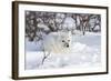 Arctic Fox in Snow, Churchill Wildlife Area, Manitoba, Canada-Richard ans Susan Day-Framed Photographic Print