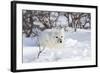 Arctic Fox in Snow, Churchill Wildlife Area, Manitoba, Canada-Richard ans Susan Day-Framed Photographic Print