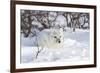 Arctic Fox in Snow, Churchill Wildlife Area, Manitoba, Canada-Richard ans Susan Day-Framed Photographic Print