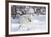 Arctic Fox in Snow, Churchill Wildlife Area, Manitoba, Canada-Richard ans Susan Day-Framed Photographic Print