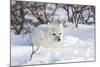 Arctic Fox in Snow, Churchill Wildlife Area, Manitoba, Canada-Richard ans Susan Day-Mounted Photographic Print