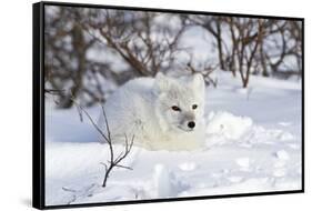 Arctic Fox in Snow, Churchill Wildlife Area, Manitoba, Canada-Richard ans Susan Day-Framed Stretched Canvas