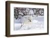Arctic Fox in Snow, Churchill Wildlife Area, Manitoba, Canada-Richard ans Susan Day-Framed Photographic Print