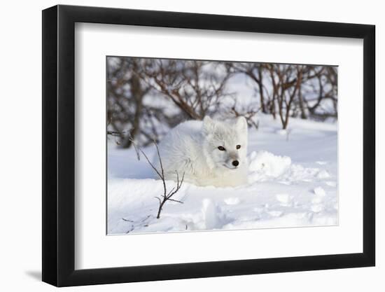 Arctic Fox in Snow, Churchill Wildlife Area, Manitoba, Canada-Richard ans Susan Day-Framed Photographic Print