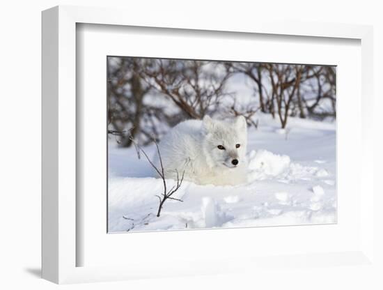 Arctic Fox in Snow, Churchill Wildlife Area, Manitoba, Canada-Richard ans Susan Day-Framed Photographic Print