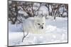 Arctic Fox in Snow, Churchill Wildlife Area, Manitoba, Canada-Richard ans Susan Day-Mounted Photographic Print