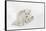 Arctic Fox in snow, Montana, Vulpes Fox.-Adam Jones-Framed Stretched Canvas