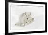 Arctic Fox in snow, Montana, Vulpes Fox.-Adam Jones-Framed Photographic Print