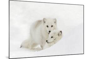 Arctic Fox in snow, Montana, Vulpes Fox.-Adam Jones-Mounted Photographic Print